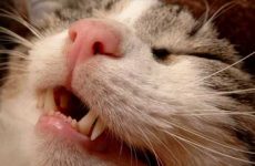 Признаки и симптомы стоматита у кошки