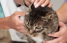 Симптомы и признаки ушного клеща у кошек