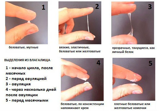 Овуляция — признаки: симптомы, ощущения женщины и характер выделений