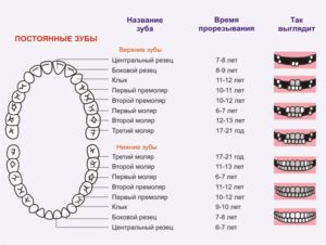 Схема прорезывания постоянных зубов