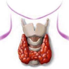 Характеристика симптомов заболеваний щитовидки у женщин