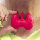 Нормальные размеры и объем щитовидной железы