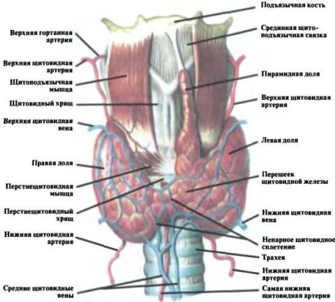 Строение и месторасположение щитовидной железы