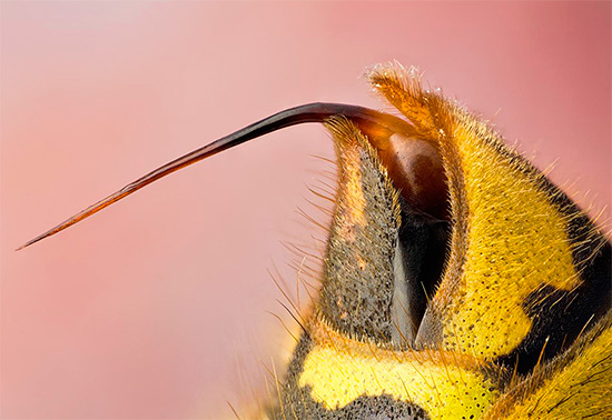 На фотографии показано жало осы - с его помощью насекомое вводит яд под кожу своей жертве.