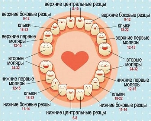 ребенок в 10 месяцев порядок прорезывания зубов
