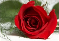 Как правильно вырастить розу из букета в домашних условиях?