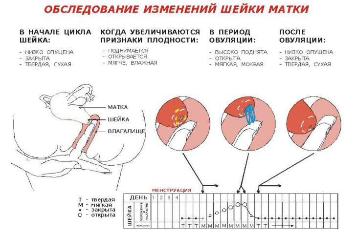 Шейка матки перед месячными: какая она на ощупь, за сколько дней до менструации опускается?