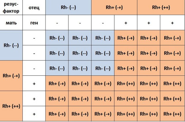 Таблица 2. Возможные варианты резус-фактора ребенка в зависимости от резуса родителей