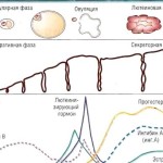 Менструальный цикл и его фазы