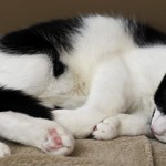 Спазм мочевого пузыря у кота: симптомы, чем это опасно и что делать