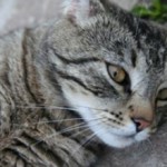 Кровь в кале у кошки: причины и лечение