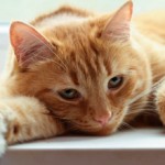 Пиелонефрит у кошек: причины, симптомы и лечение