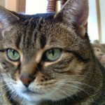 Повышенный креатинин у кошки: причины и что делать