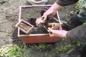 Как выращивать и ухаживать за имбирем на даче в открытом грунте и когда собирать урожай