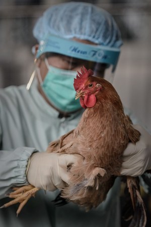Как проявляется птичий грипп