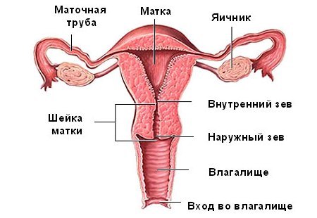 Внутренний зев во время беременности