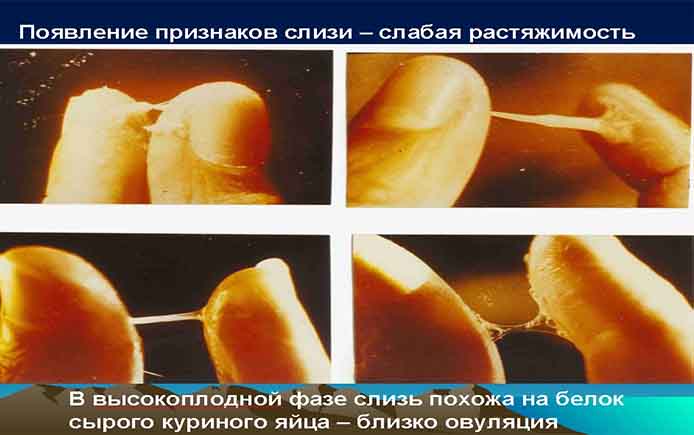 Как меняестя слизь в период овуляции