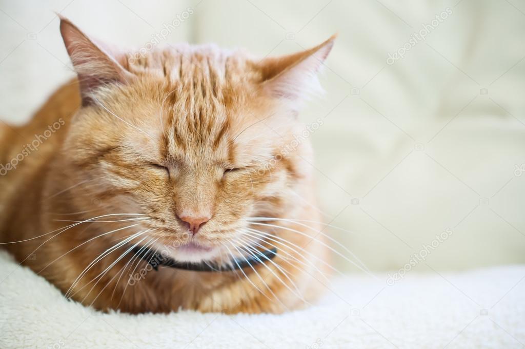 Почему новорожденный кряхтит и тужится во сне, после кормления (Комаровский)