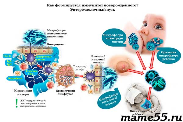 Как формируется иммунитет новорожденного