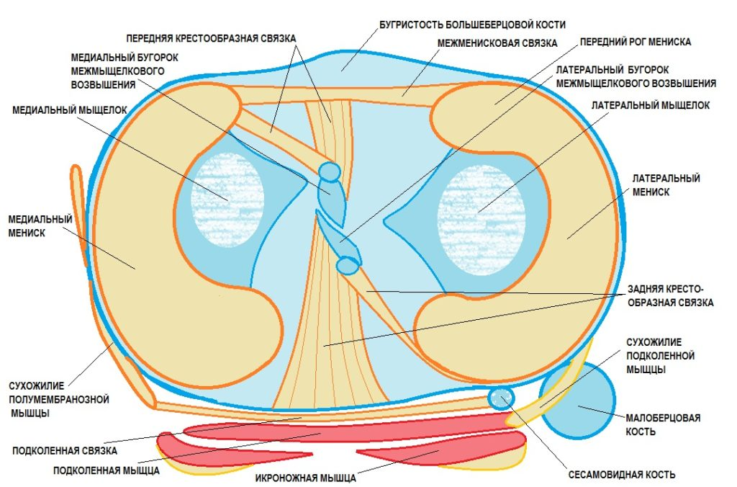 Строение коленного сустава