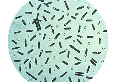 Бактерии клостридии