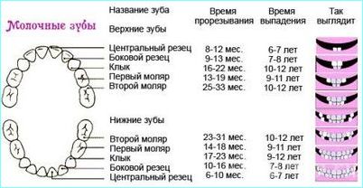 Рост зубов у детей таблица, сроки, очередность