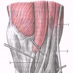 Анатомия и тренировка мышц бедра