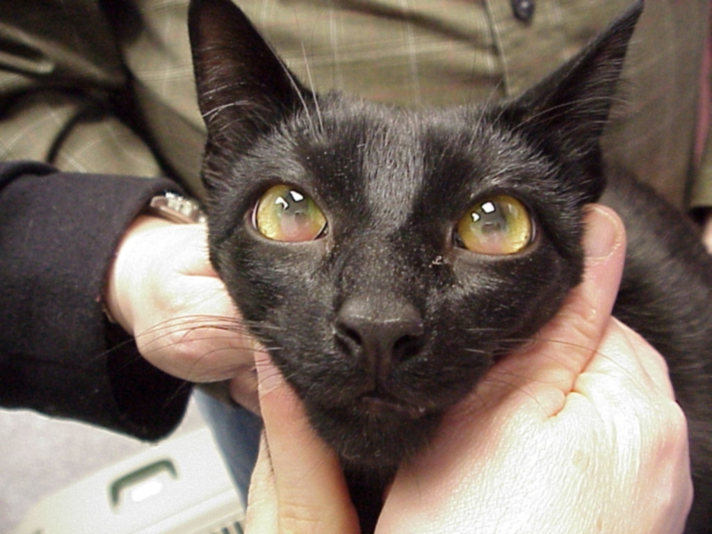 На начальной стадии болезни и кошки могут краснеть глаза