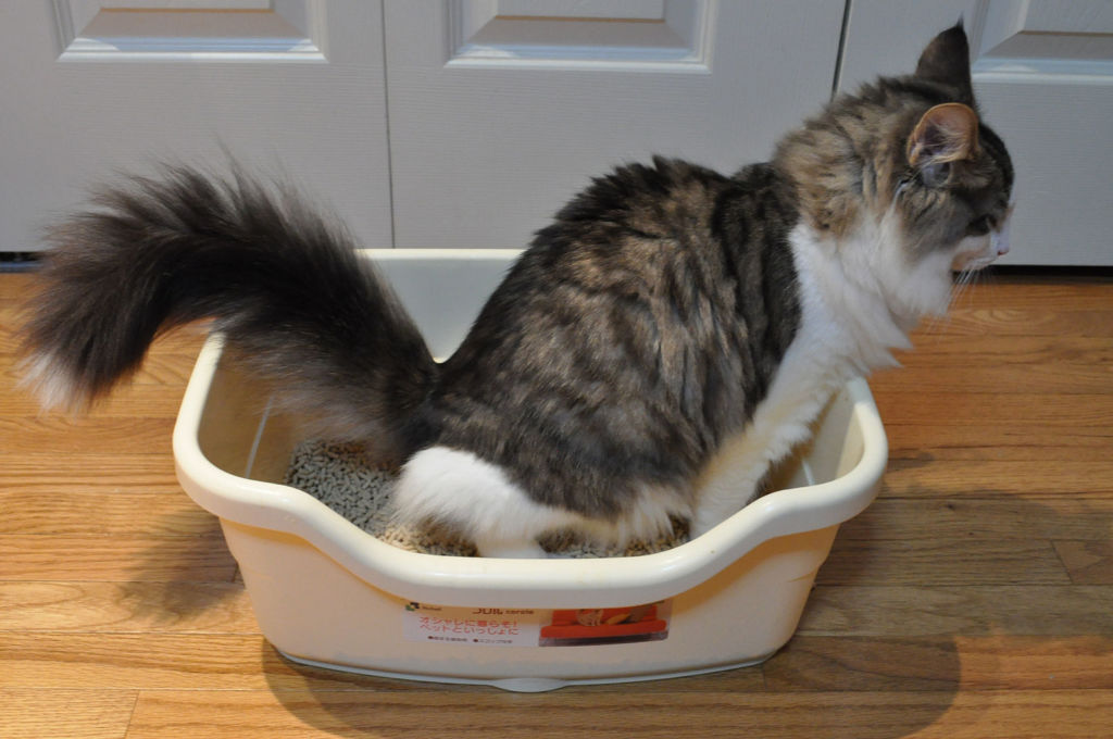 При уходе за больным животным важно ограничить контакт с кошачьим туалетом