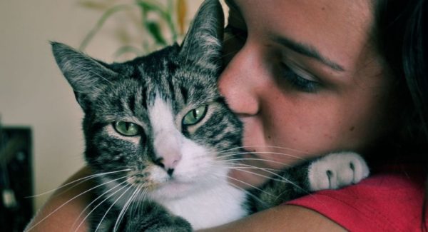Токсоплазмоз у кошек, может угрожать и человеку