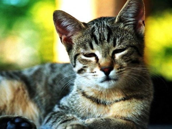 Тканевые цисты могут попасть в желудок кошки орально