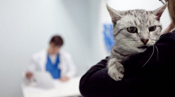 Токсоплазмоз можно диагностировать только в ветеринарной лаборатории