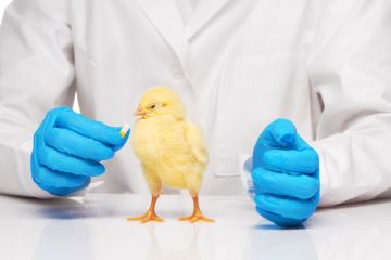 препараты для лечения цыплят