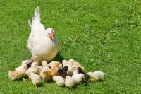 выращивание цыплят в домашних условиях для начинающих