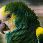 Депрессия у домашних птиц: признаки и рекомендации
