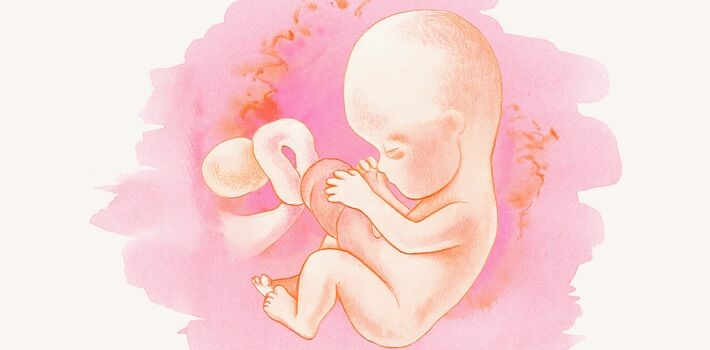 14 неделя беременности — что происходит с малышом и мамой: развитие плода и ощущения женщины