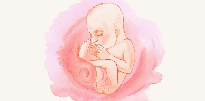 18 неделя беременности — что происходит с малышом и мамой: развитие плода и ощущения женщины