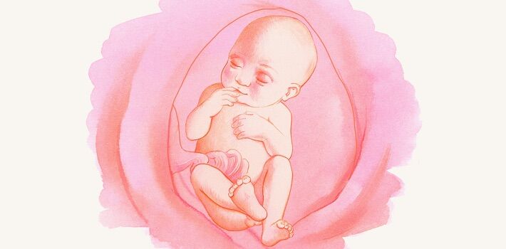 25 неделя беременности: развитие плода – вес и рост, ощущения женщины