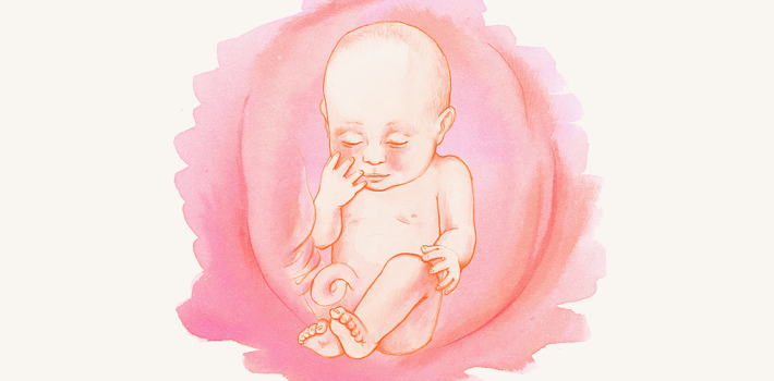 30 неделя беременности: сколько это месяцев, что происходит с малышом и мамой, как развивается плод?