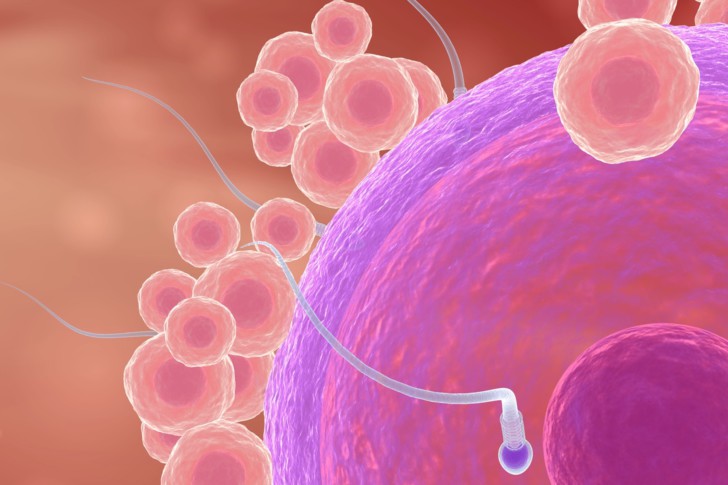 Фолликулы в яичниках у женщин: что это такое, сколько должно быть в норме, как долго развиваются?