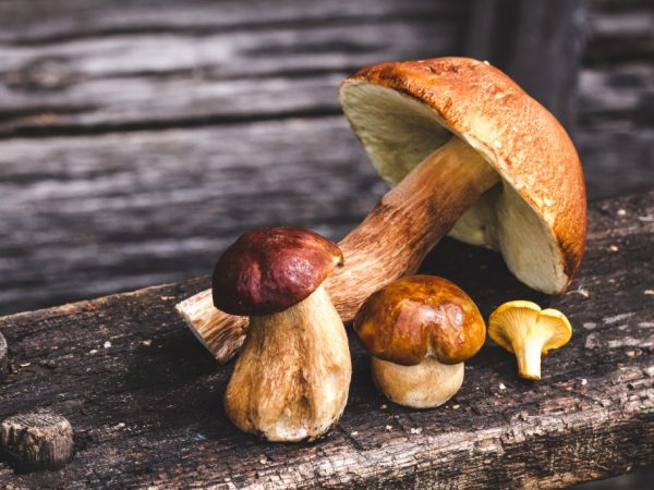 Грибы при грудном вскармливании: можно ли кормящей маме шампиньоны и другие?