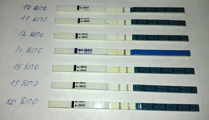 ХГЧ при двойне: таблица изменения уровня этого гормона по дням при многоплодной беременности