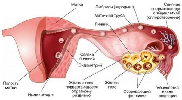 Киста желтого тела при беременности: когда можно забеременеть после овуляции?