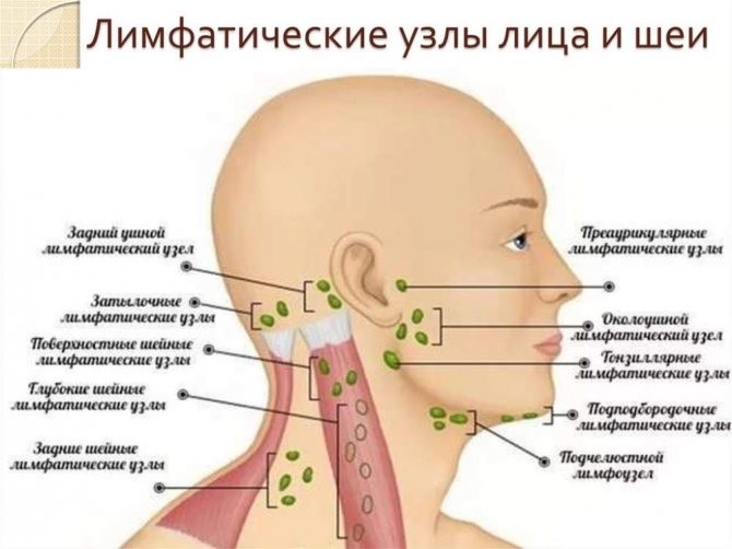 Лимфоузлы при ветрянке у детей: причины воспаления и появления шишек за ушами