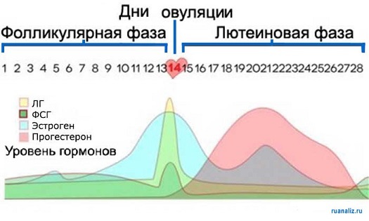 Лютеинизирующий гормон: что такое лг, за что отвечает и какая норма по таблице у женщин?