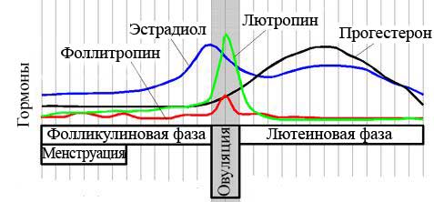 Лютеинизирующий гормон у мужчин: за что отвечает, каковы нормы ЛГ по возрасту?