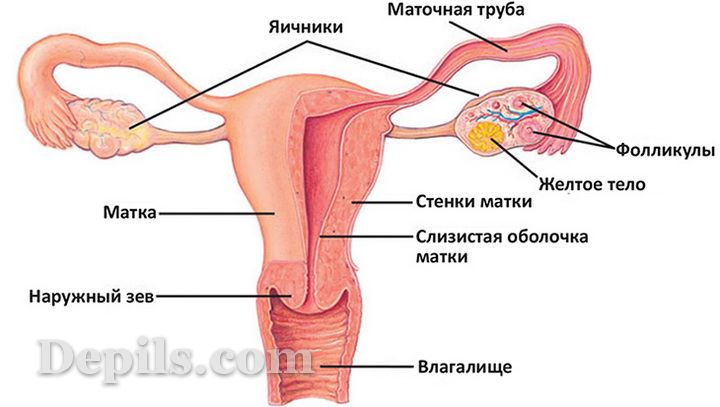 Матка при беременности: когда начинает увеличиваться и как выглядит на ранних сроках?