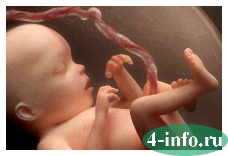 Пуповина имеет 3 сосуда: что это значит, сколько должно быть артерий при беременности?