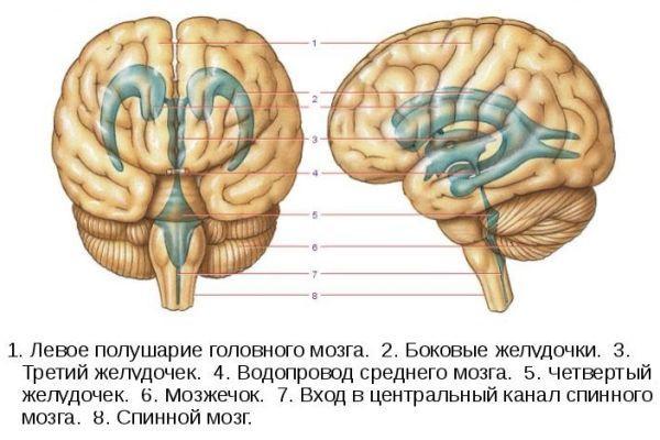 Расширение желудочков головного мозга у новорожденных, последствия асимметрии у грудничков