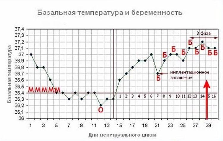 Ректальная температура при беременности на ранних и поздних сроках: норма, причины отклонения